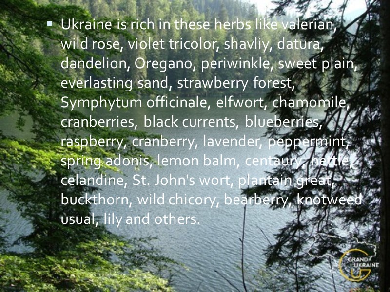 Ukraine is rich in these herbs like valerian, wild rose, violet tricolor, shavliy, datura,